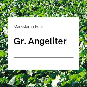 Meistverkauft Markstammkohl Samen Gr. Angeliter (ungebeizt) ZS ungebeizt