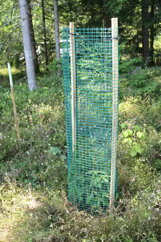 Baumschutzgitter 500 für Tanne und Lärche 120cm Direktkauf