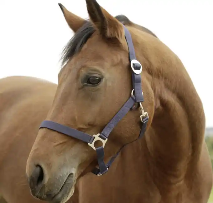 Nylonhalfter "Classic" Gr.2, blau Sonderaktion